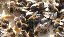 Bienen auf Rahmen